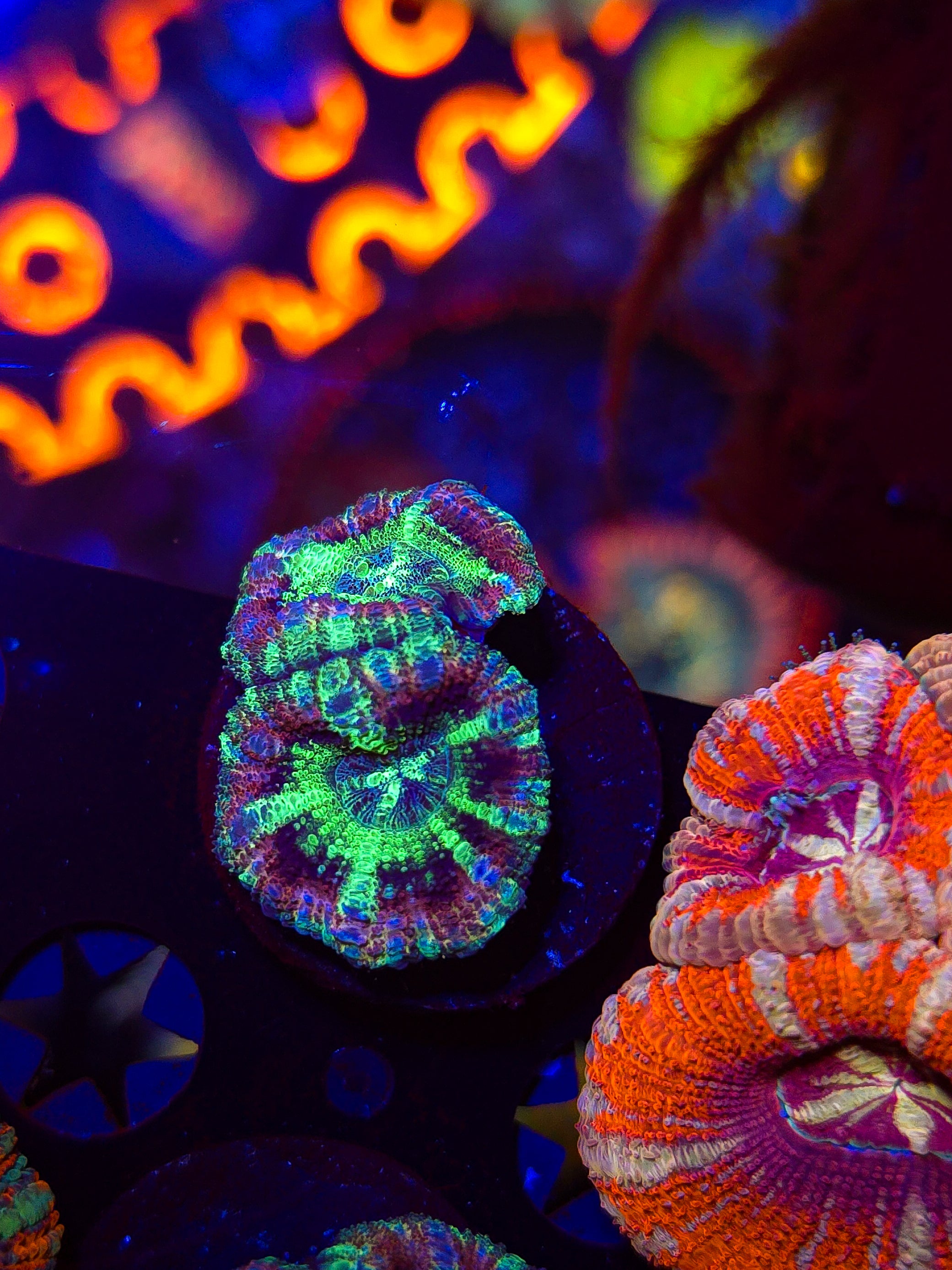 Purple Monster Asian Acan