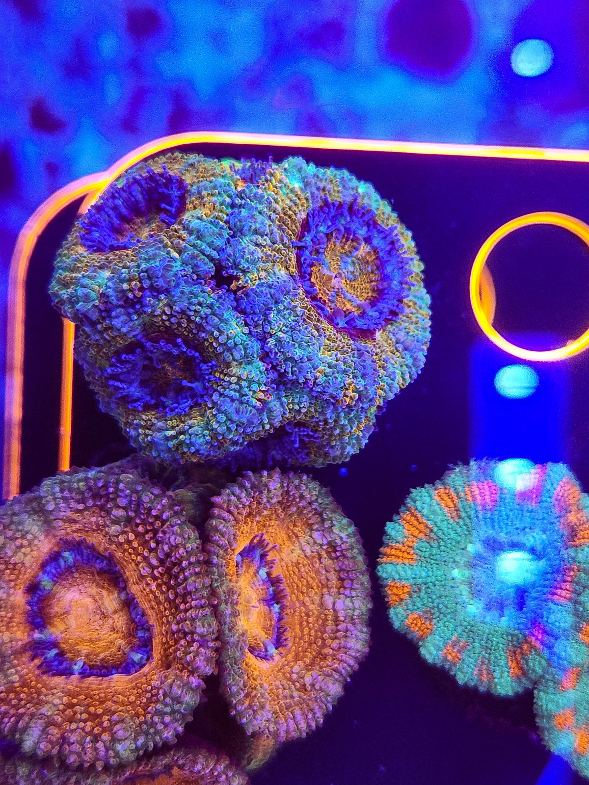 DR Beach house Rainbow Acan