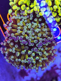 2H Gold Stem Deep Water Cristata Hammer