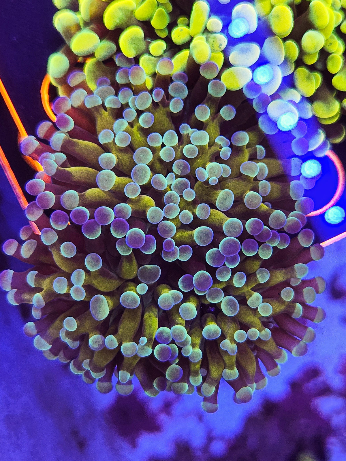 2H Gold Stem Deep Water Cristata Hammer