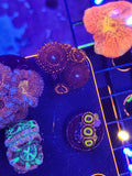 Illuminati Zoa