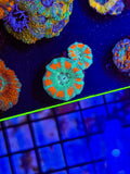 Asian Glow UFO Acan