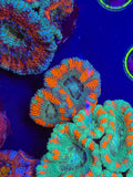 Asian Glow Acan