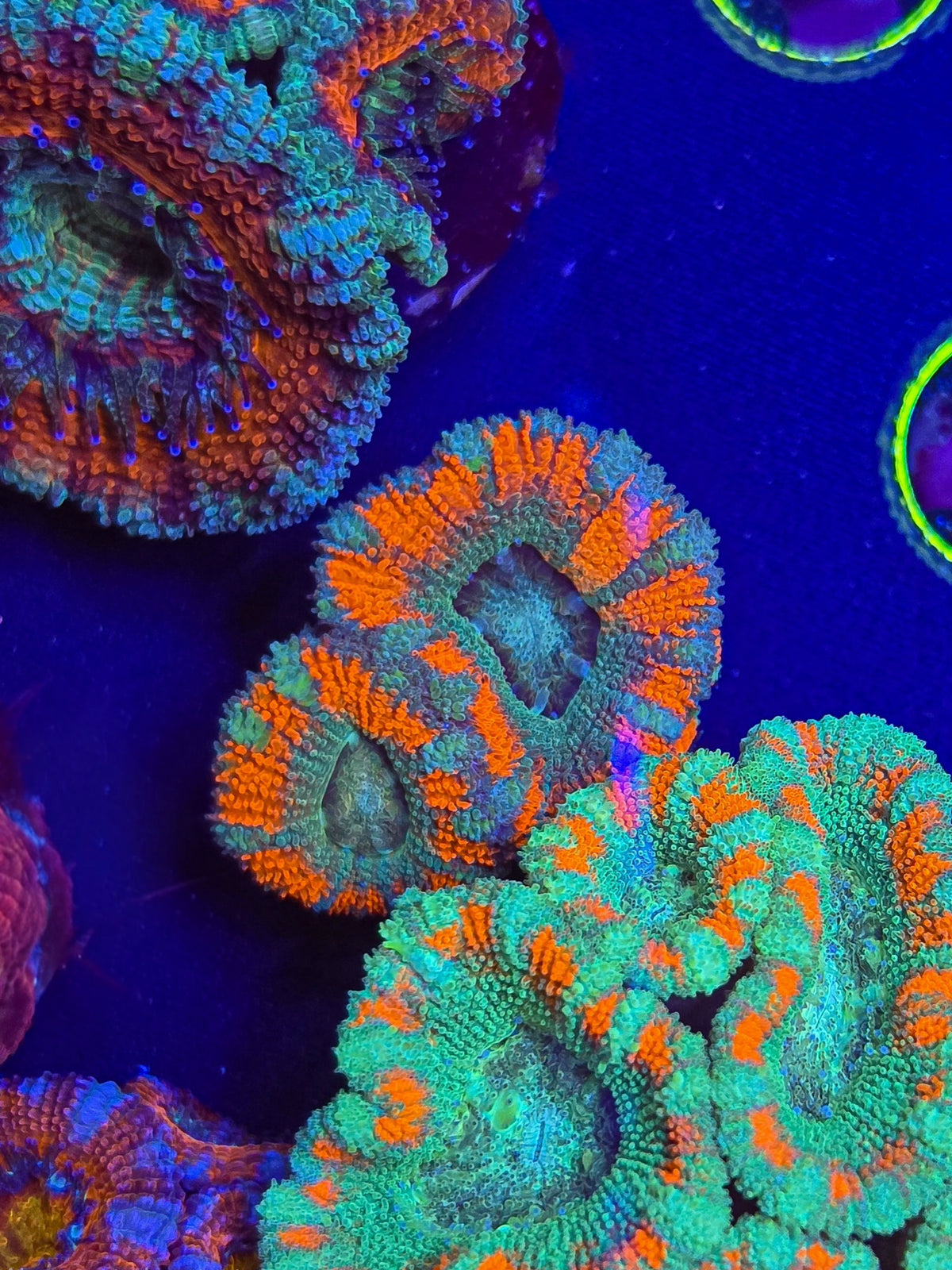 Asian Glow Acan