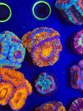 Aussie Rainbow Acan-locally grown