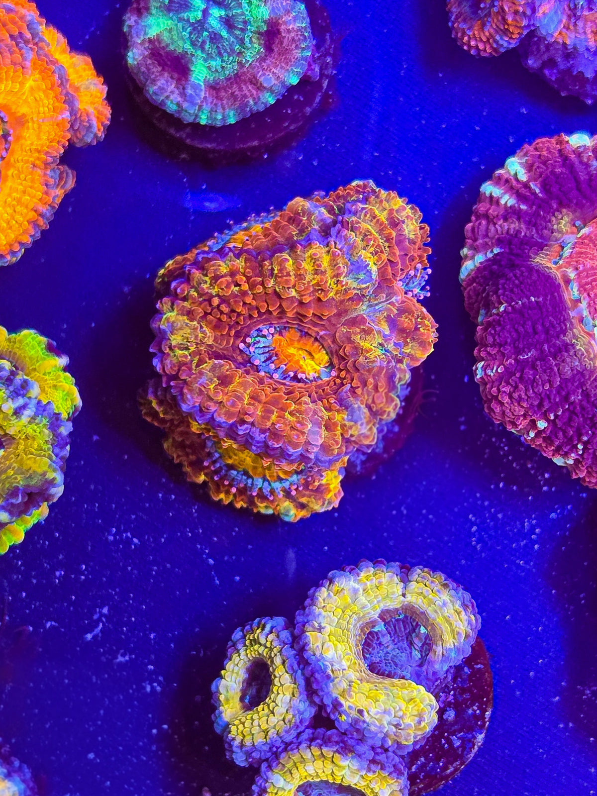 Rainbow Aussie Acan