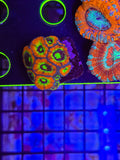 Holy Grail UFO Acan Mini Colony