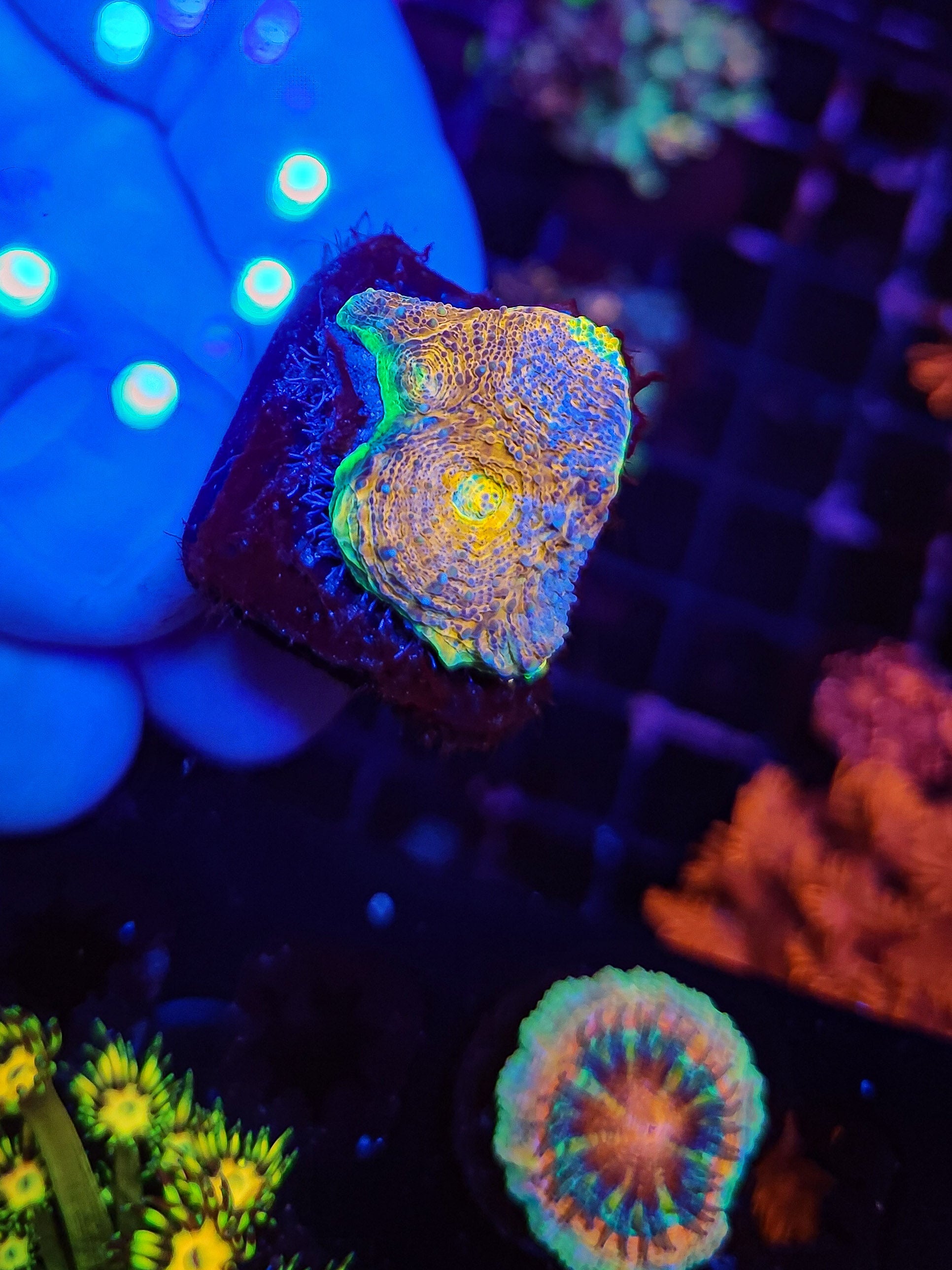 Rainbow Encinita