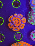 Rainbow Aussie w/green steaks mini colony - locally grown