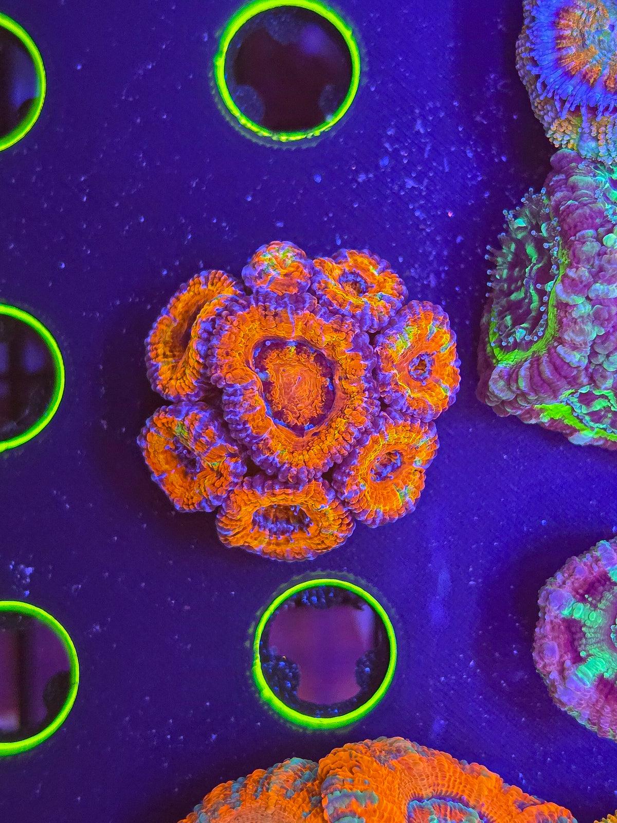 Rainbow Aussie w/green steaks mini colony - locally grown