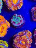 Purple Splatter Asian Acan