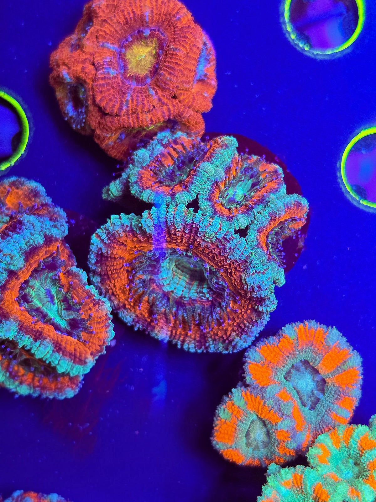 Red Rim Acan