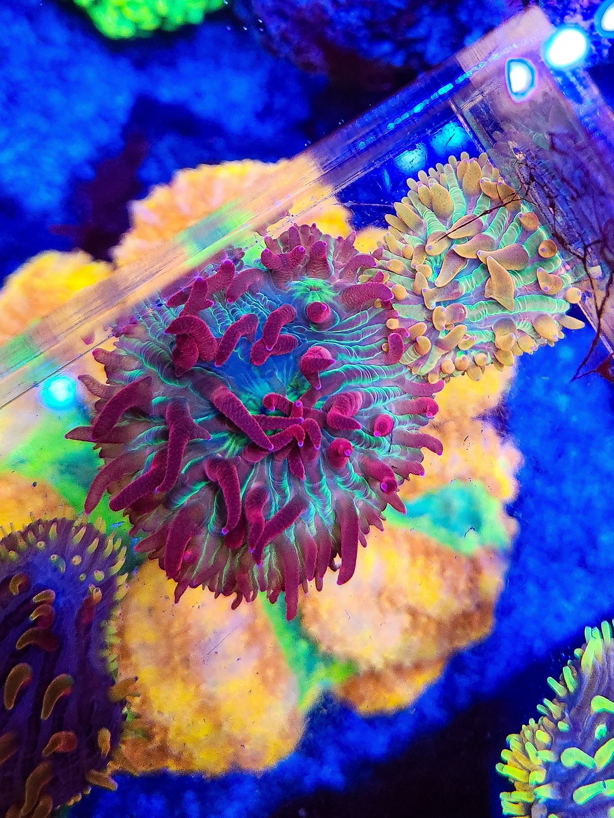 LG Red Phantom Diaseris Plate