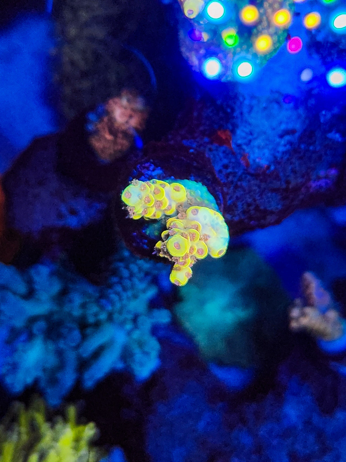 CR GWB Acro (Great White Buffalo)