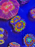 Insane Rainbow Acan w/babies-locally grown
