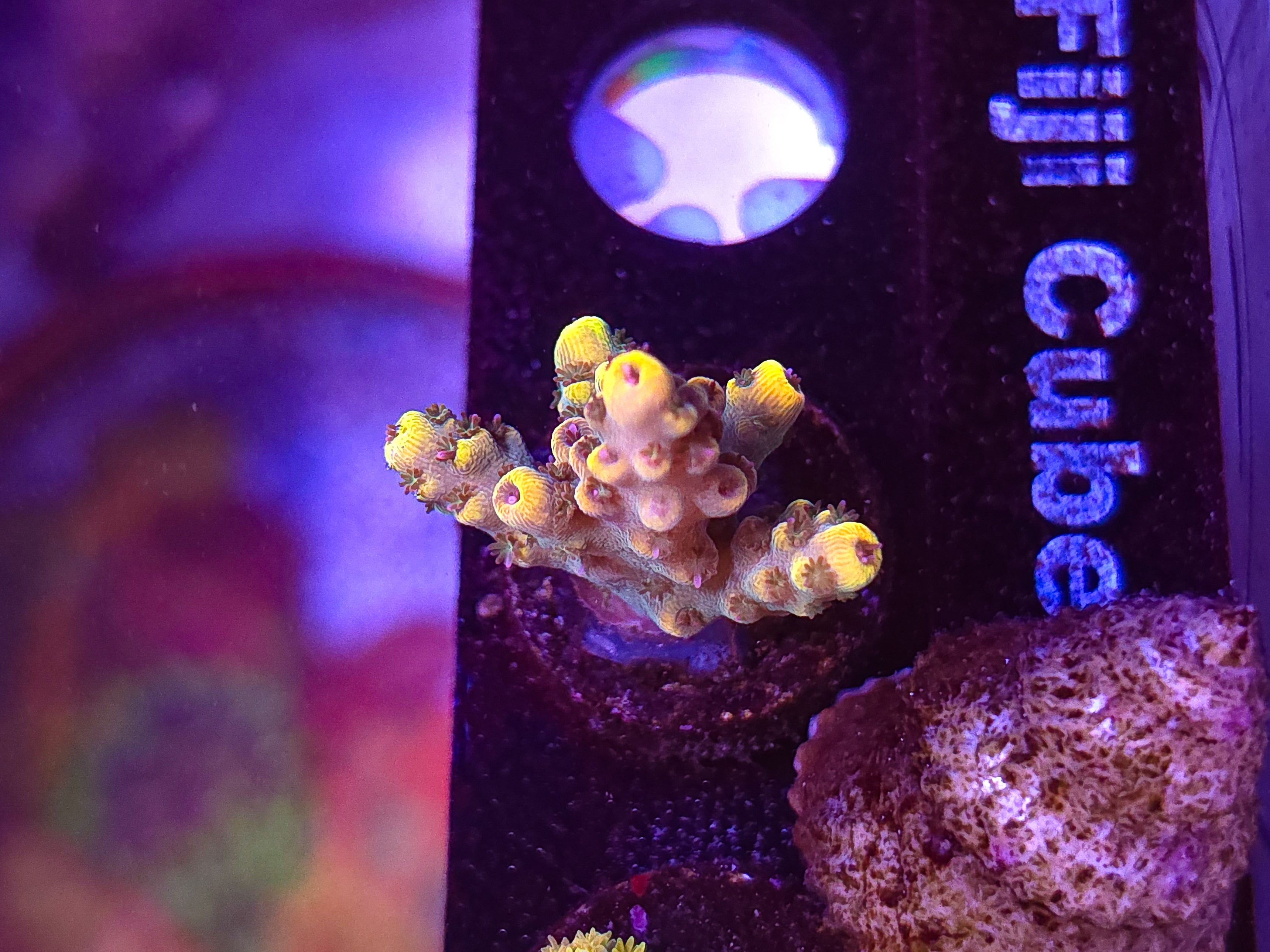 CR Great White Buffalo Acro