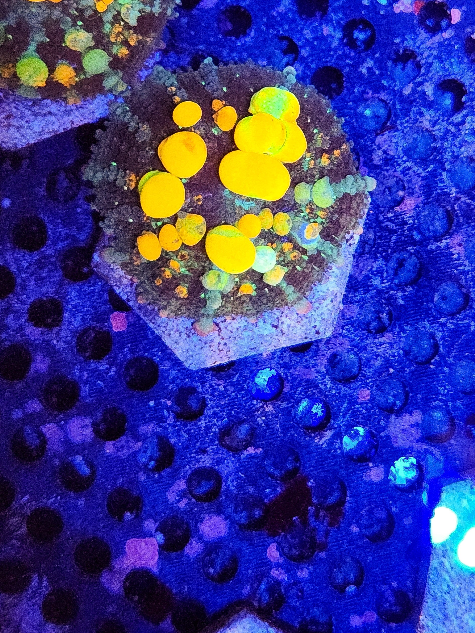WWC OG Bounce Mushroom