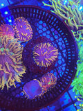 DR Purple Rainbow Plate