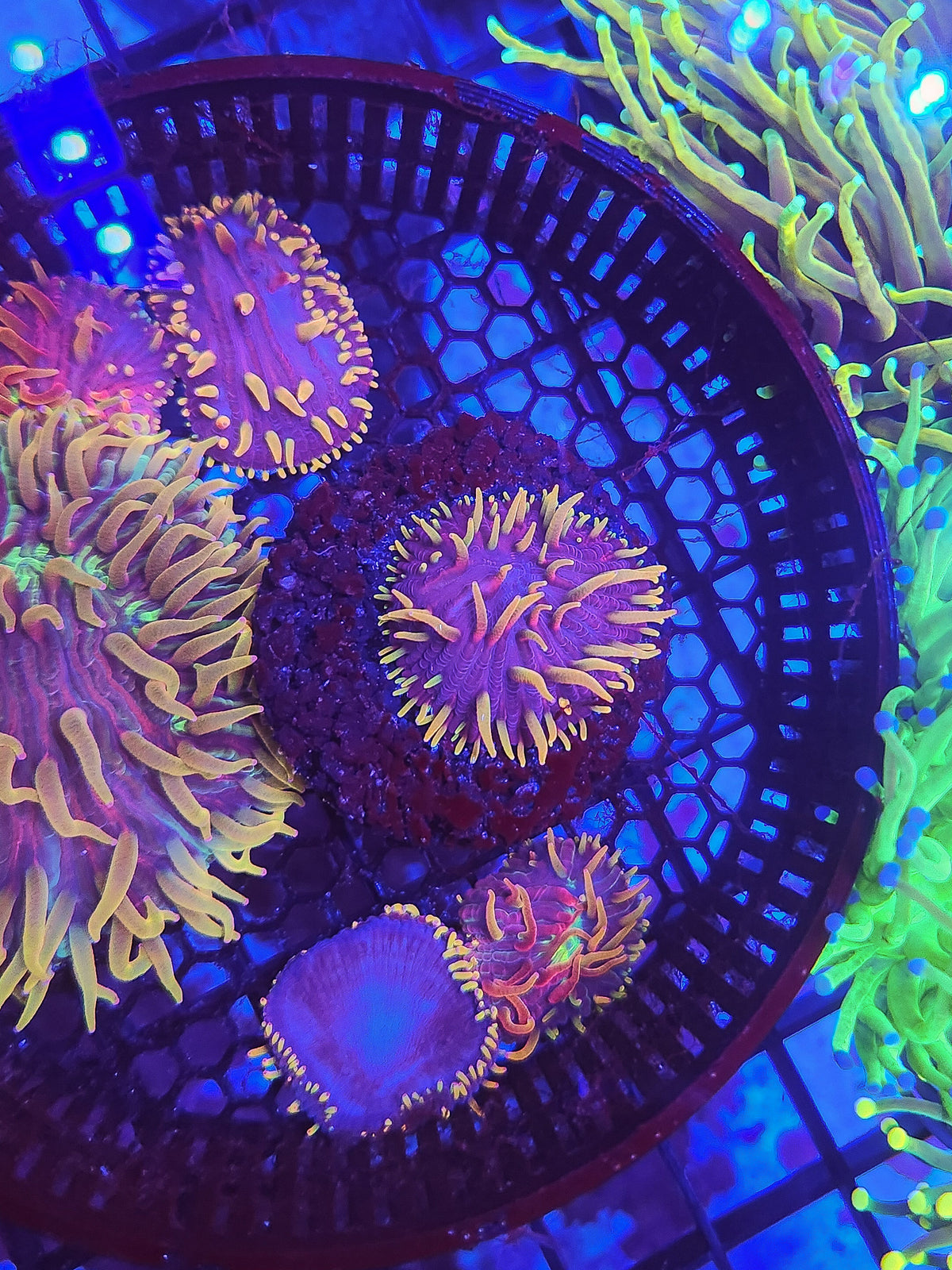 DR Purple Rainbow Plate