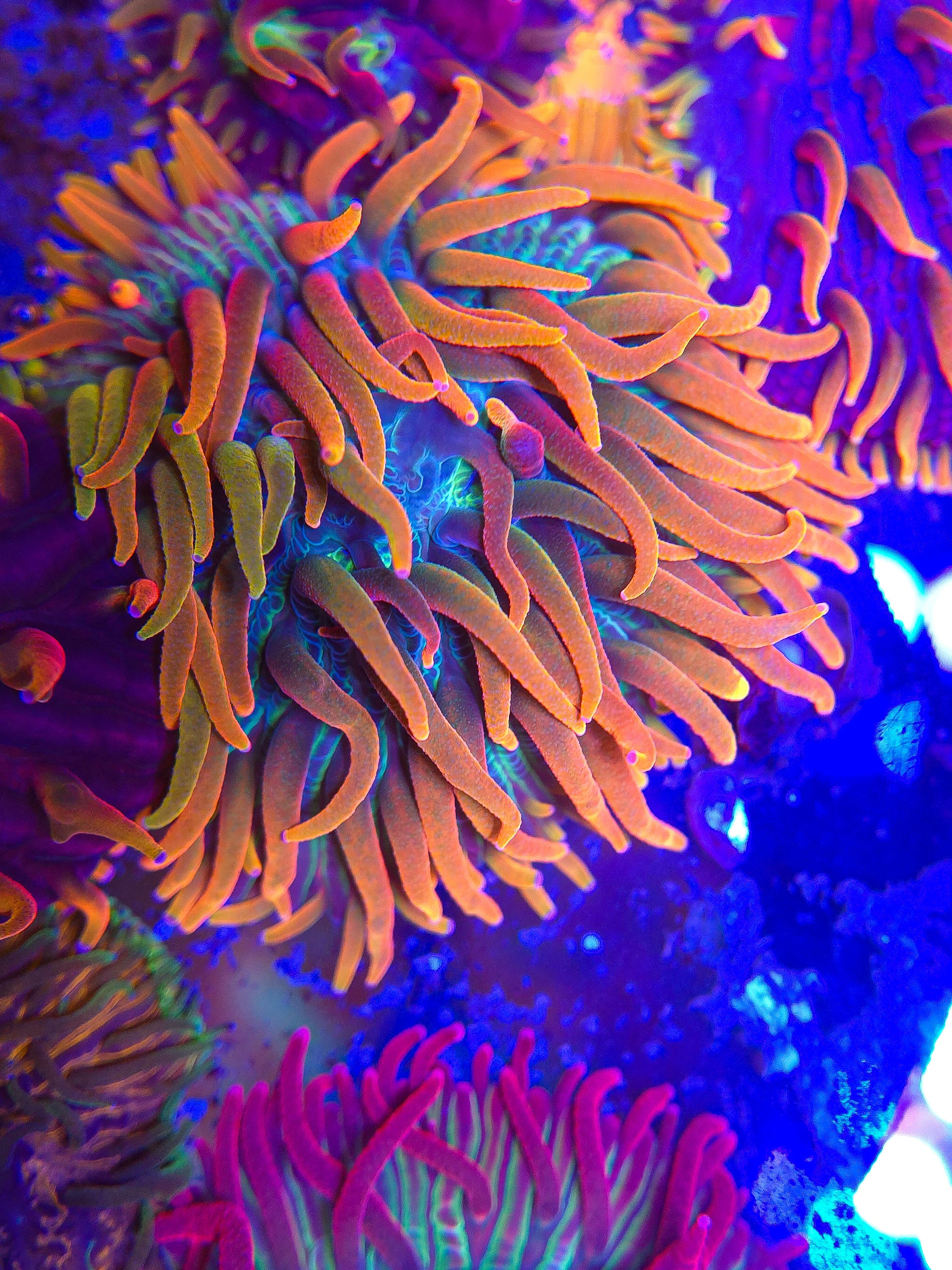 DR Rainbow Diaseris Plate (LG)