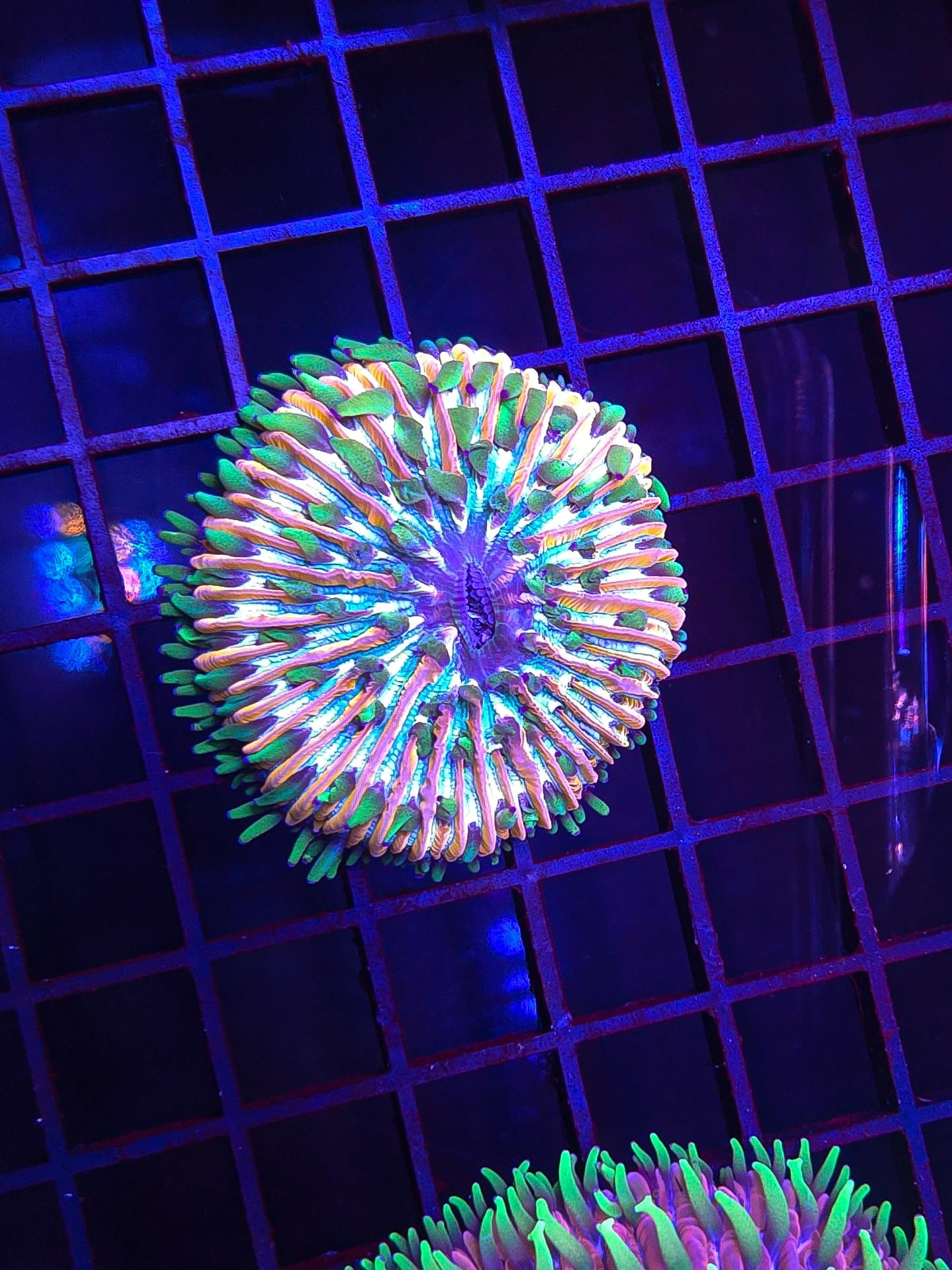 Aurora Space Plate