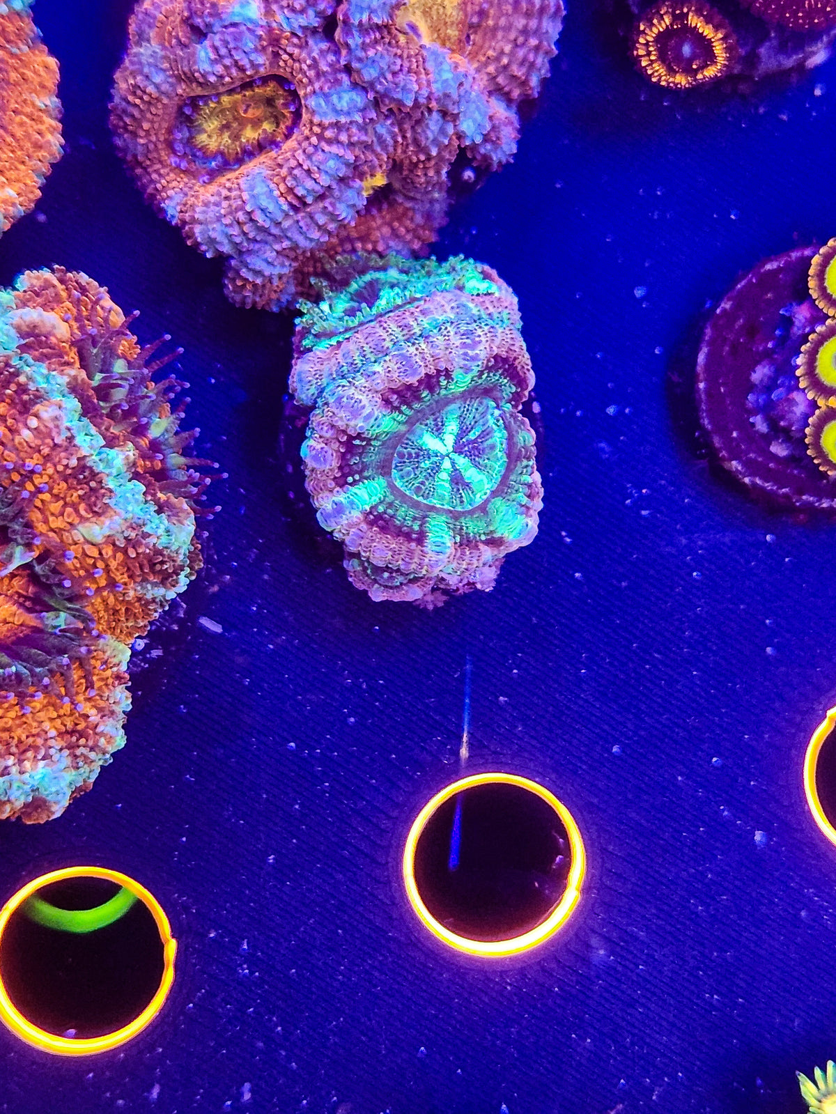Purple Passion Asian Acan