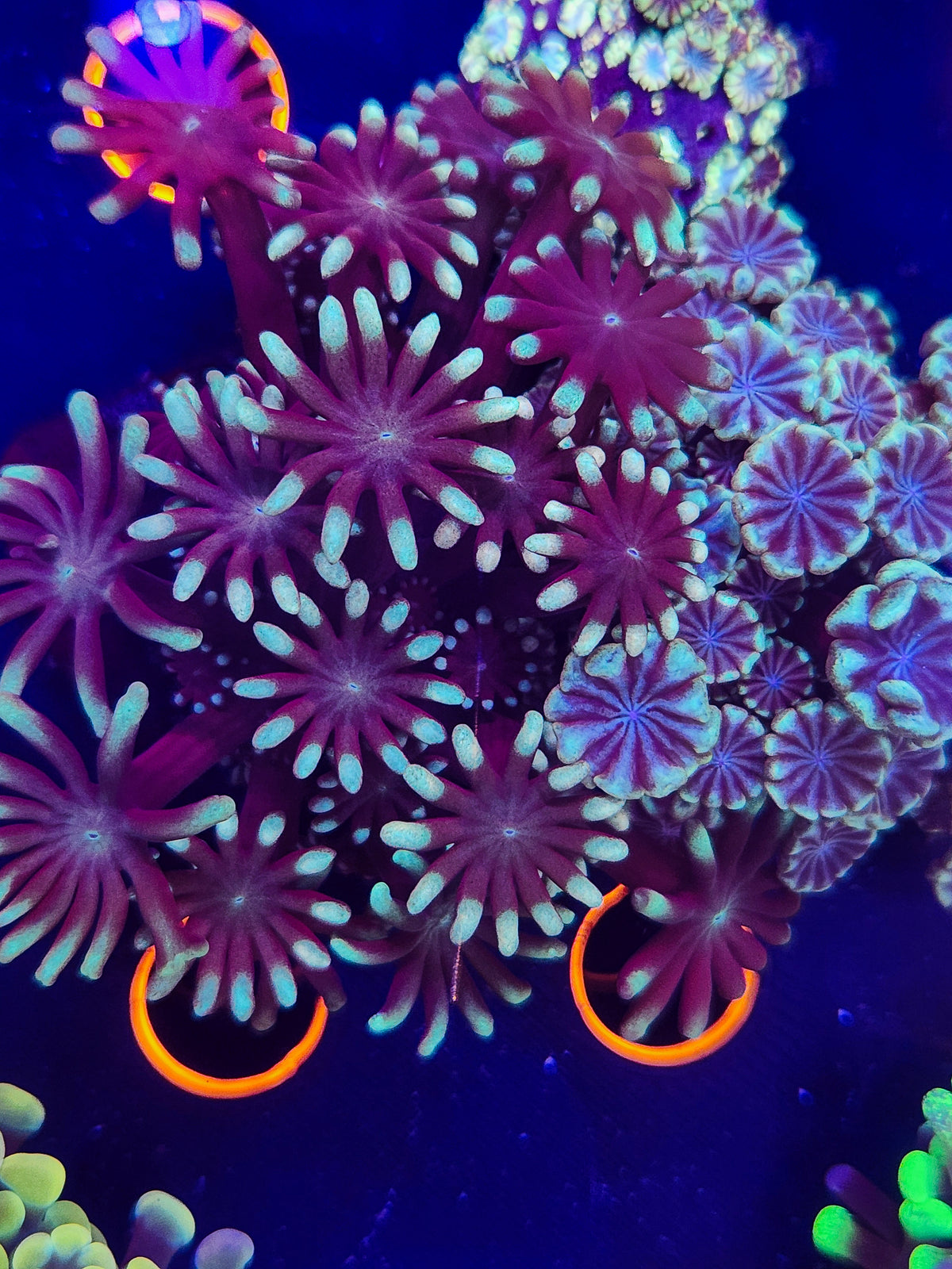 White Tip Alveopora