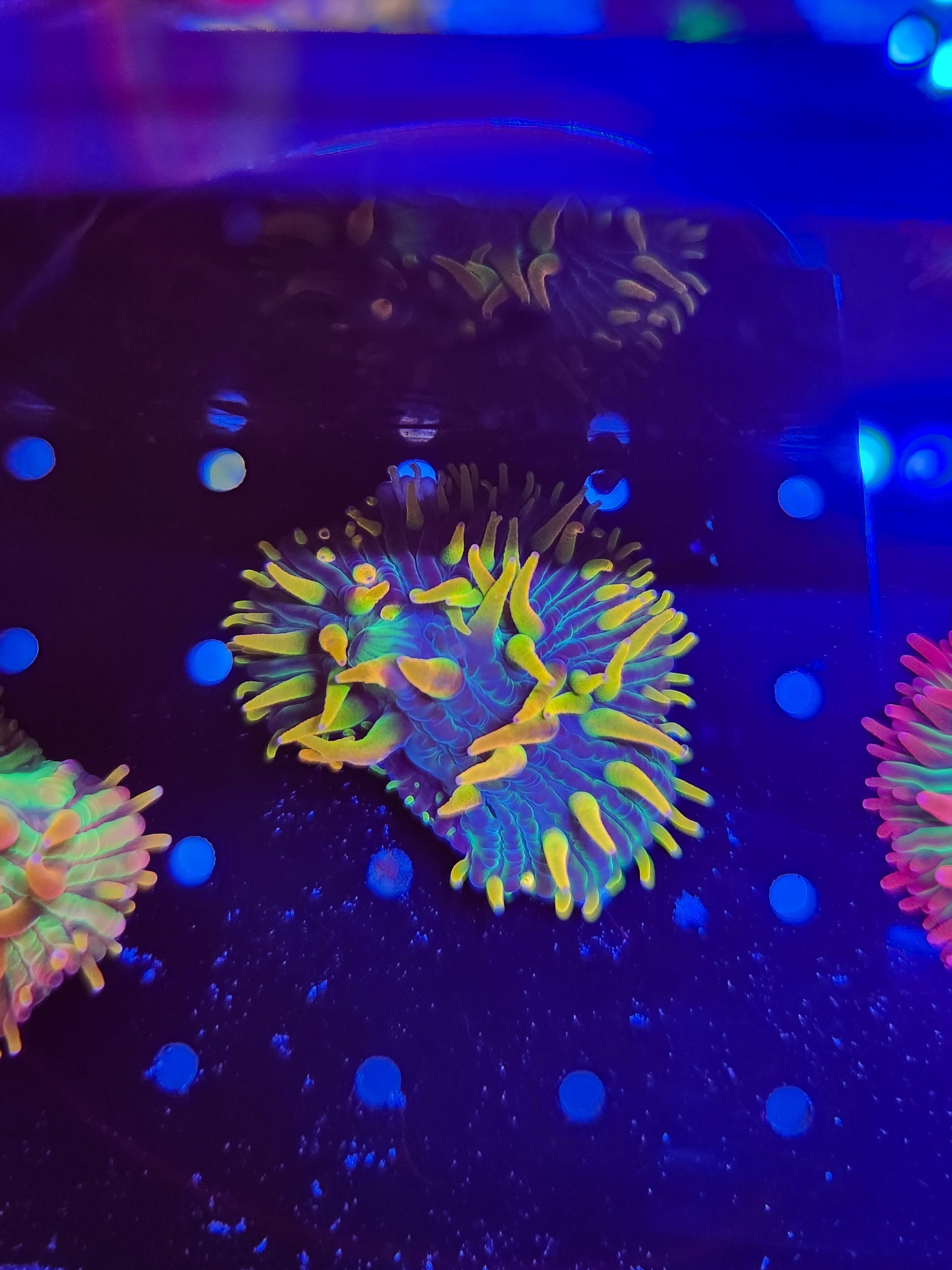 Rainbow Diaseris Plate