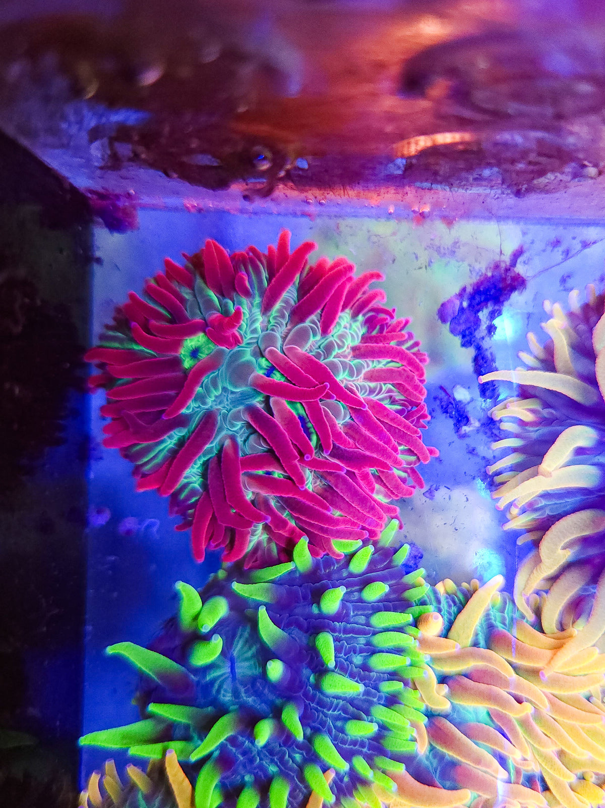 DR Red Phantom Diaseris Plate