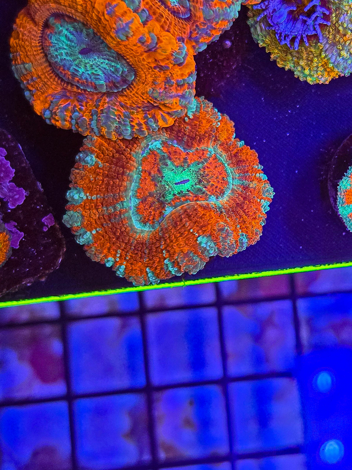 Asian Fathead Acan