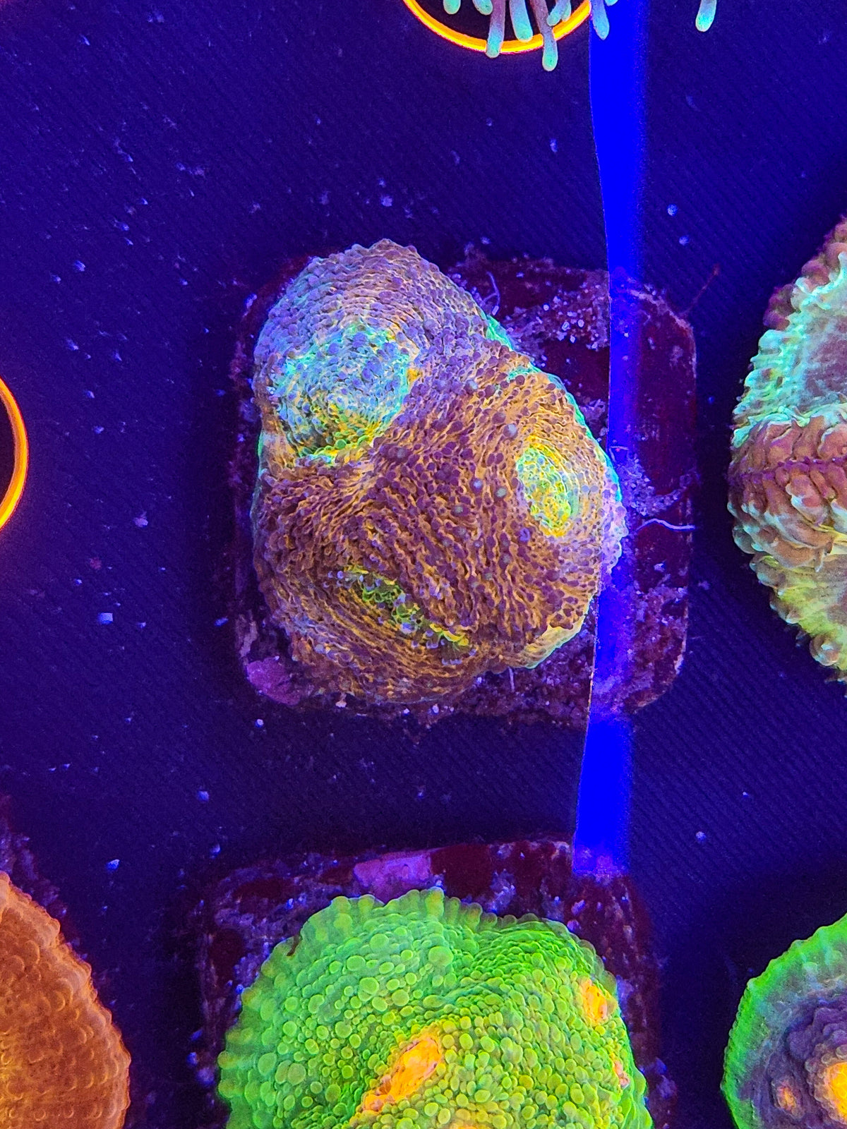 Rainbow Encinita