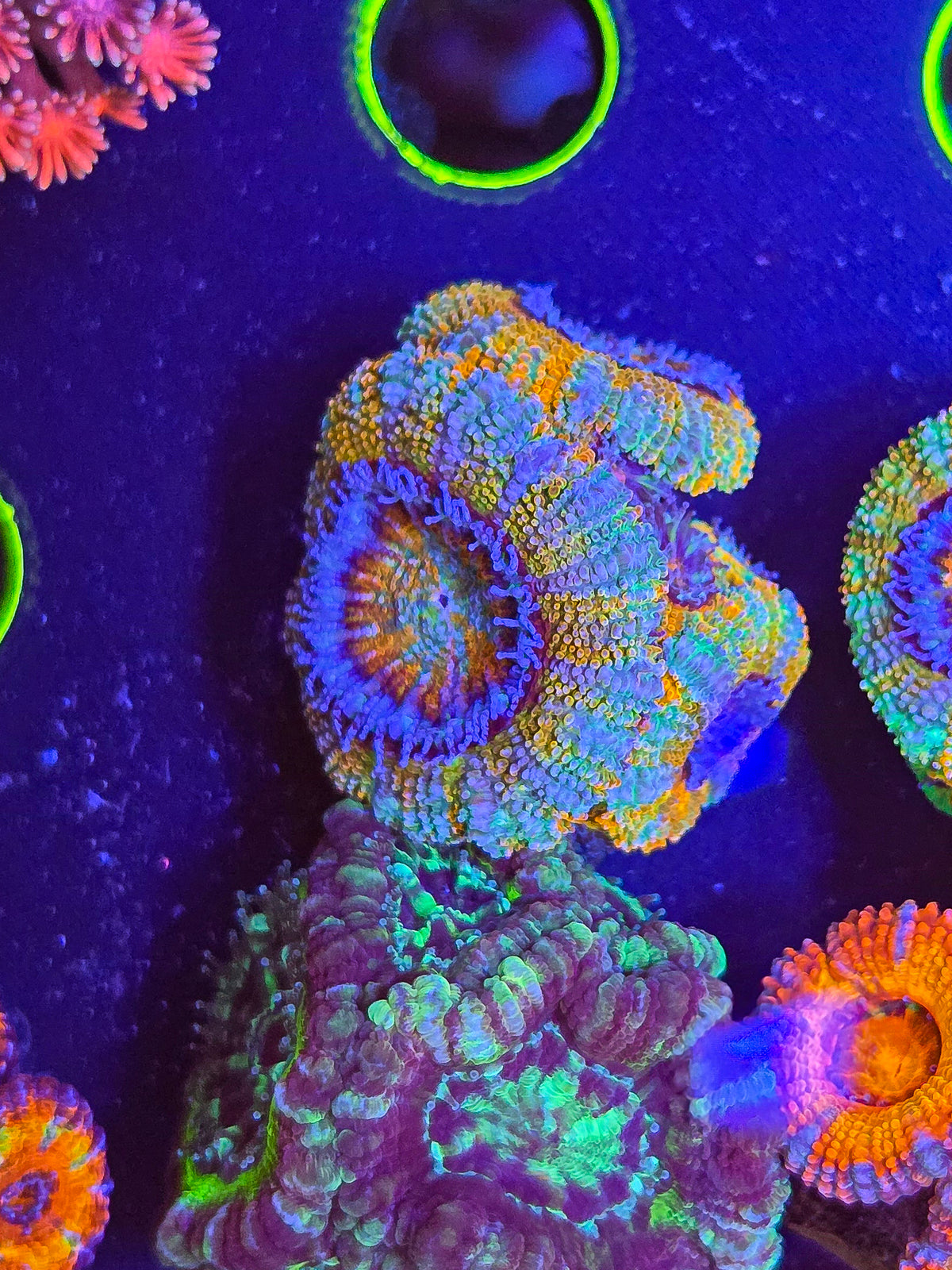 Beach house Rainbow Acan