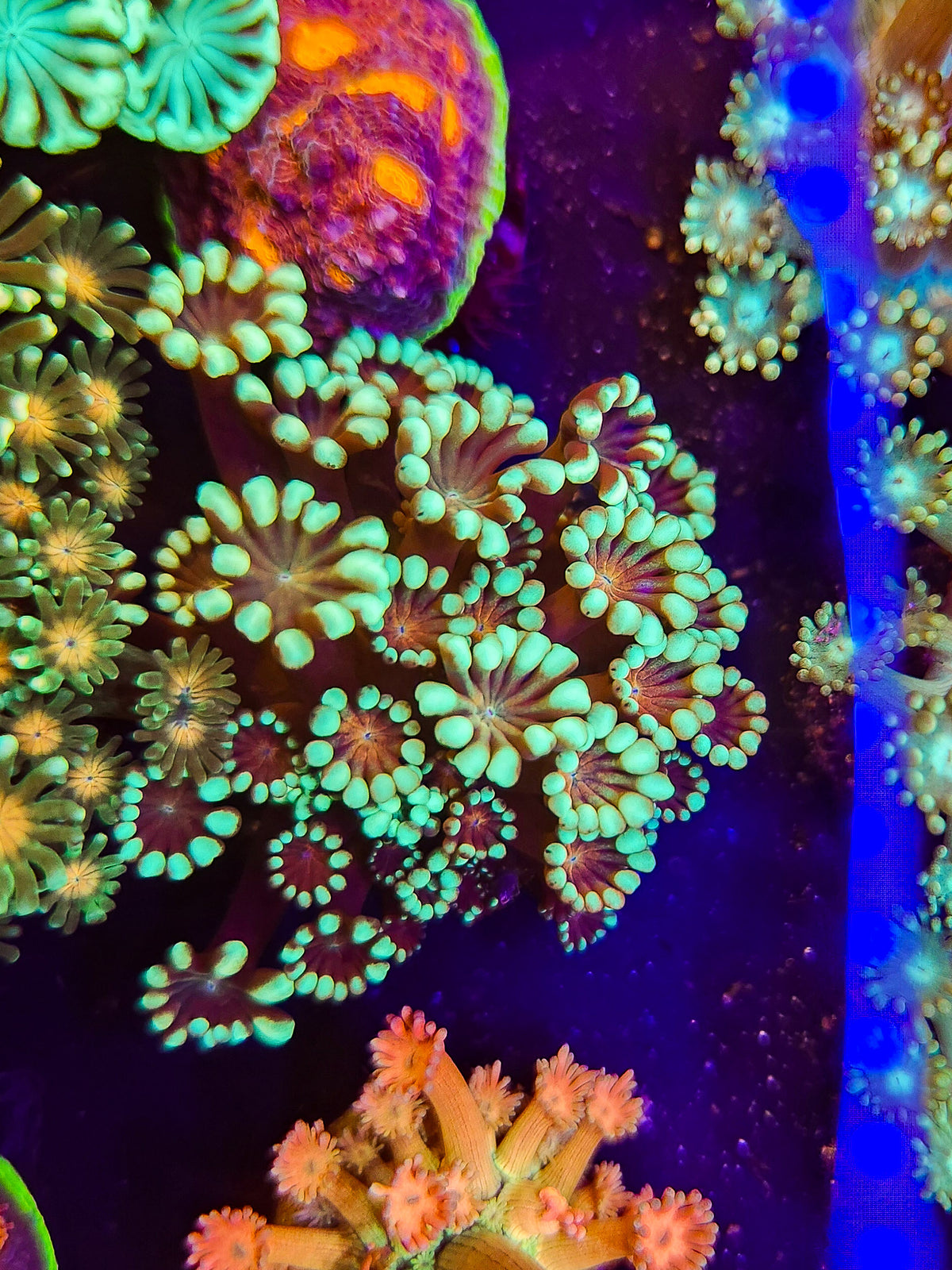Fire and Ice Alveopora