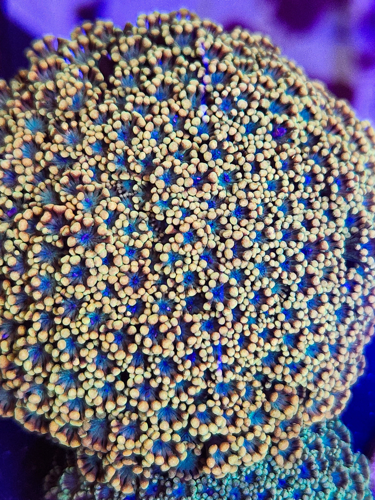 Blue Eye Goni Mini Colony