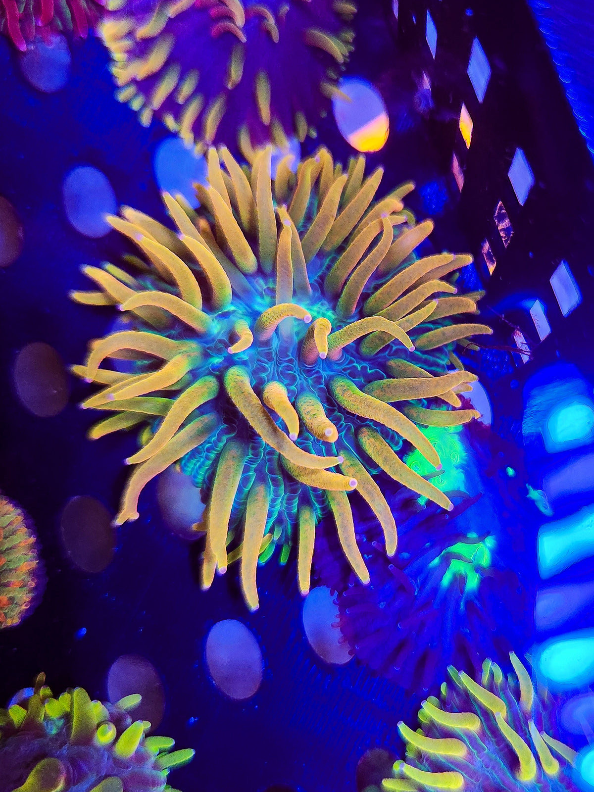 DR Rainbow Plate w/long tentacles!