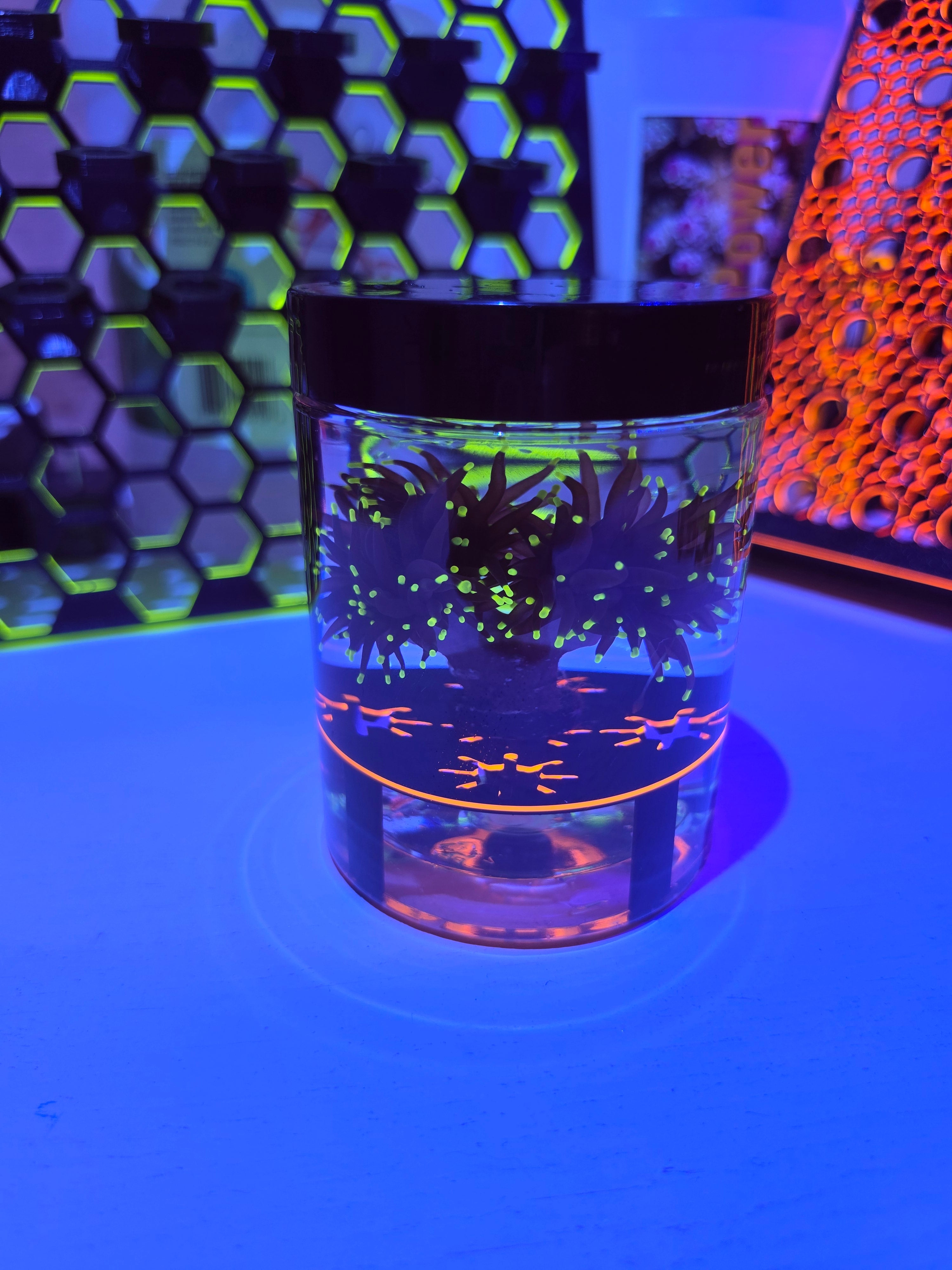 STL:  Large Coral Cup Shipper for Torches, Hammers & Acros | Holds 5 Frags Securely