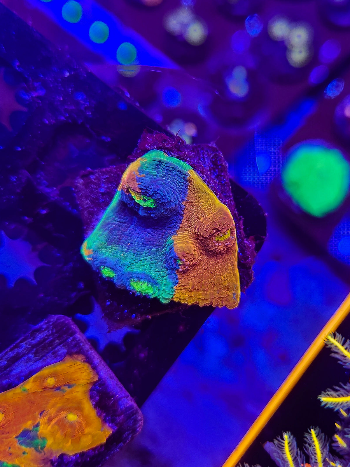 Rainbow Chalice (LG)