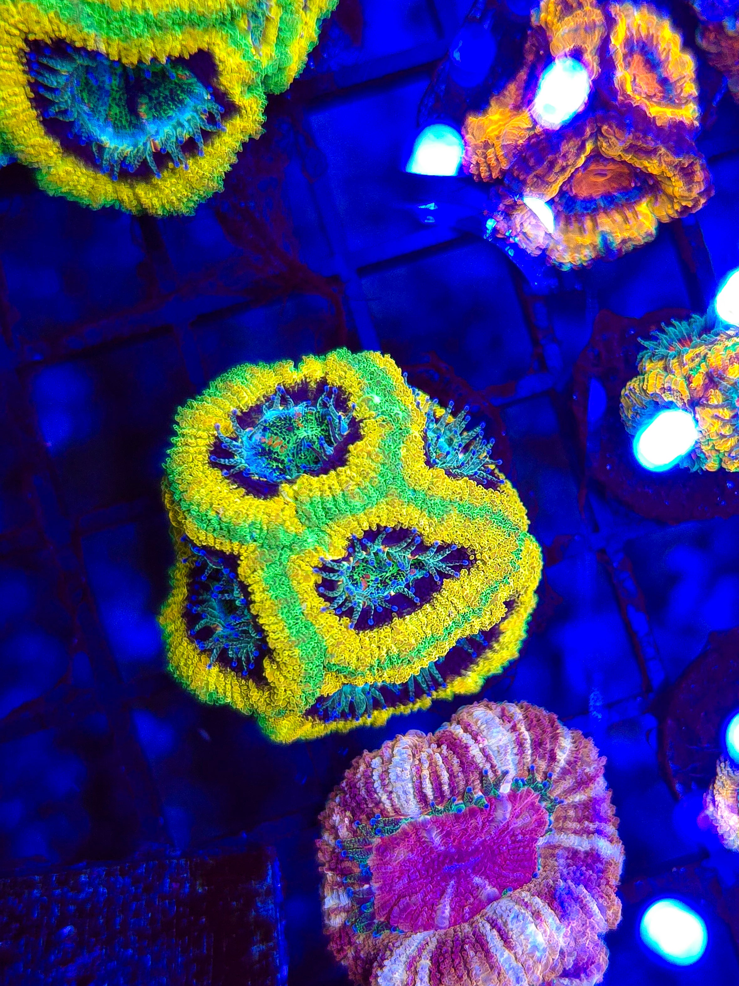 Mardi Gras Acan Mini Colony