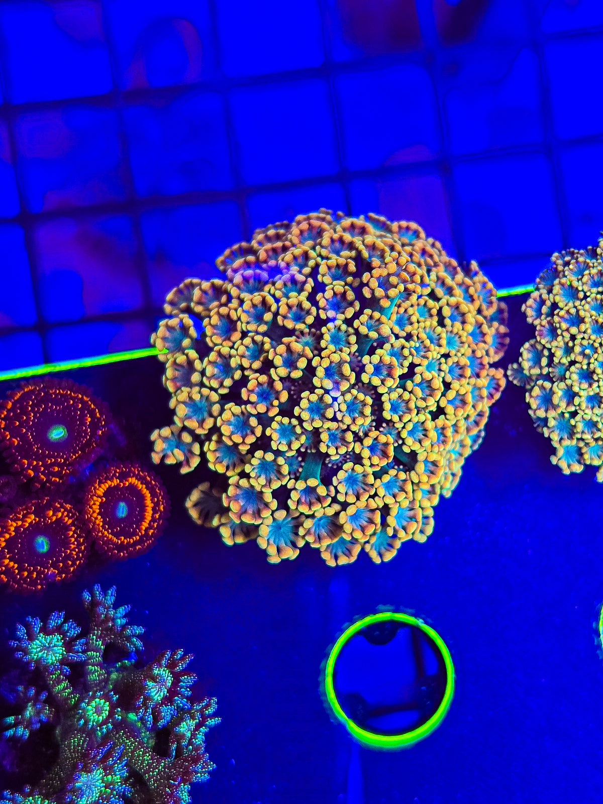 Micro Rainbow Goni