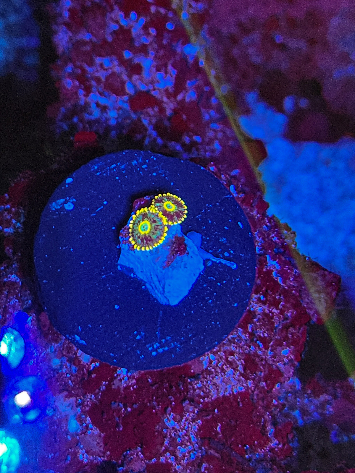 Cosmic Hornets Zoa(Rare!)