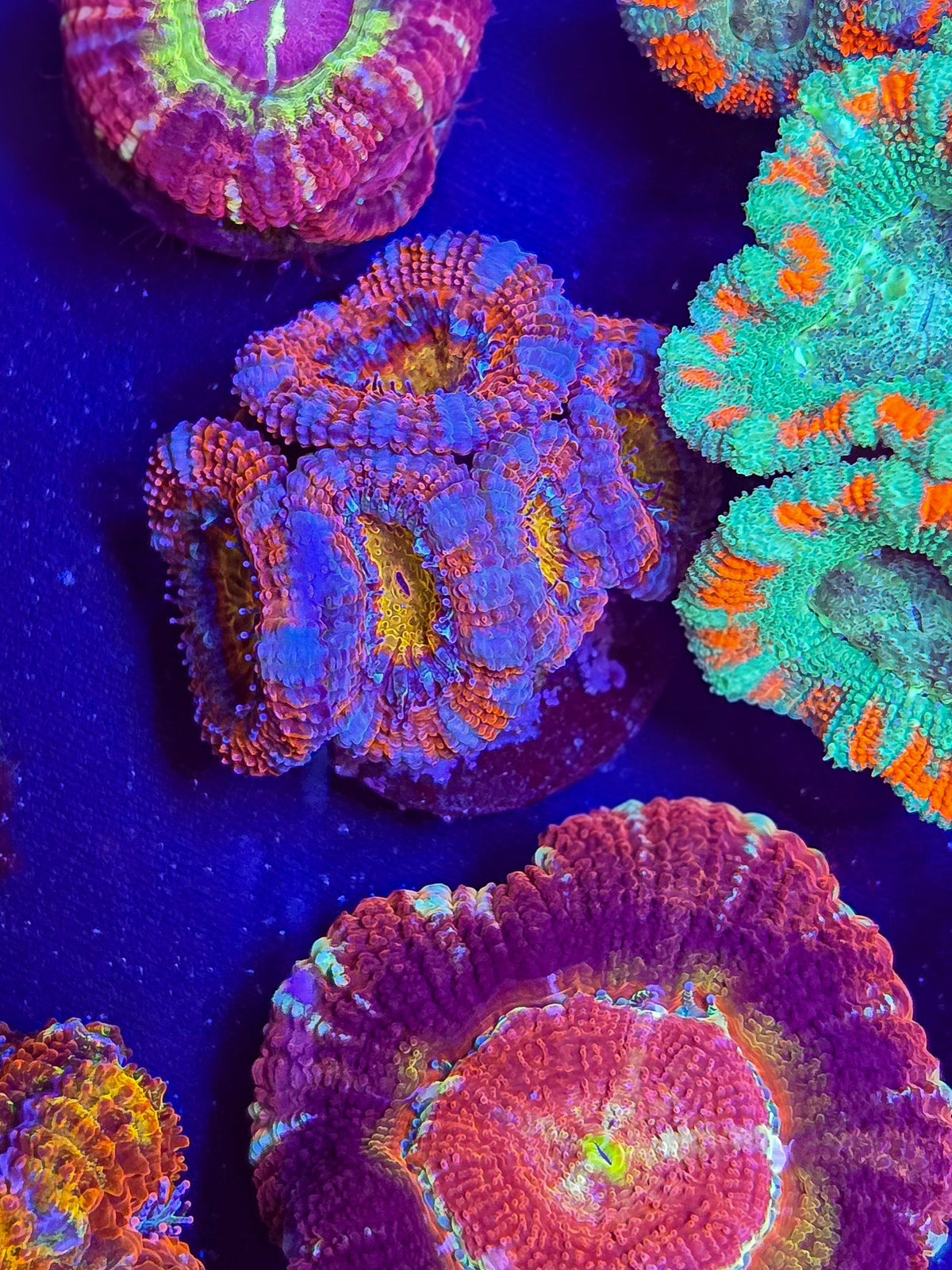 Insane Yellow Core Rainbow Acan Mini colony