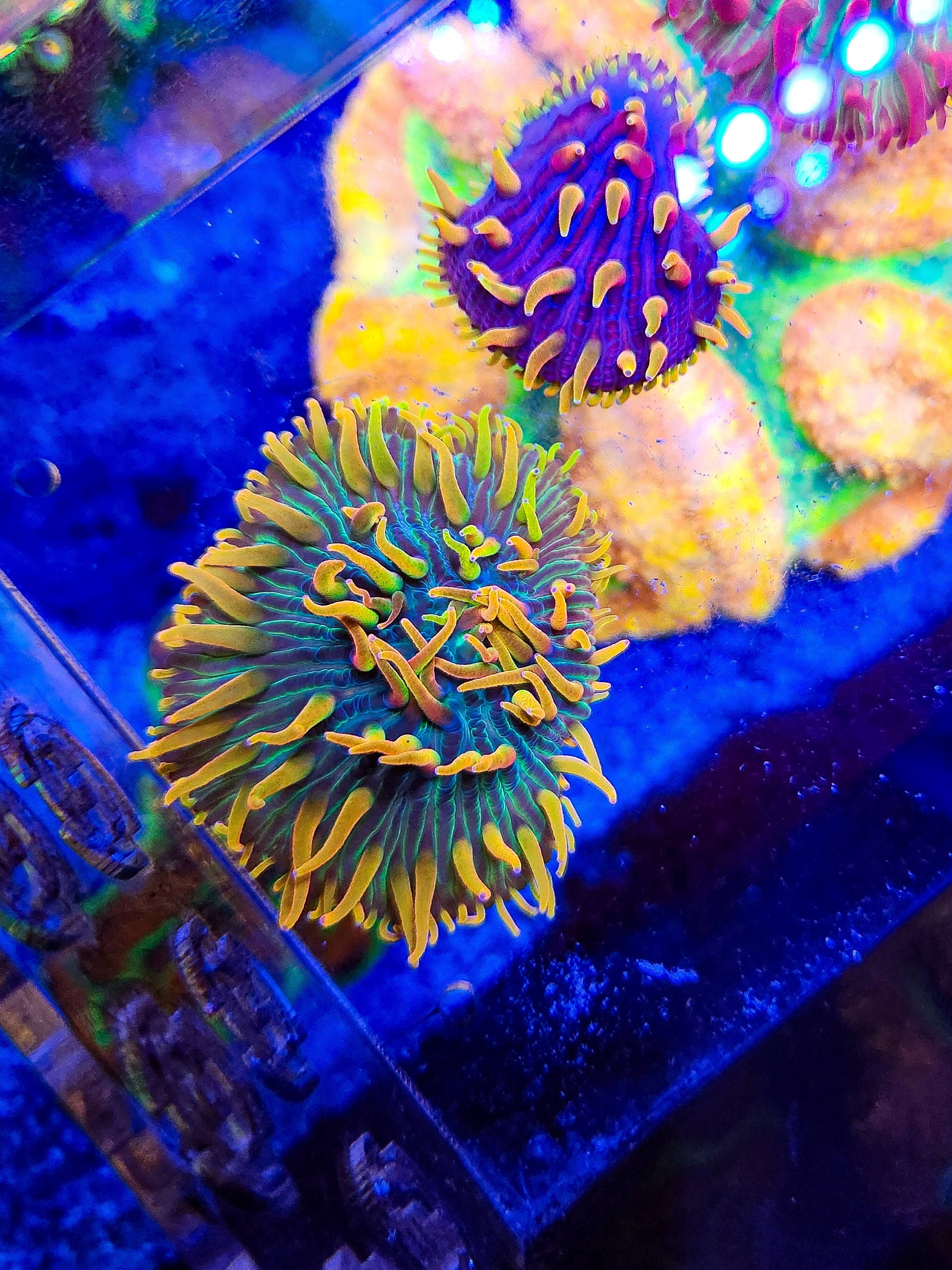 DR LG Rainbow Diaseris Plate