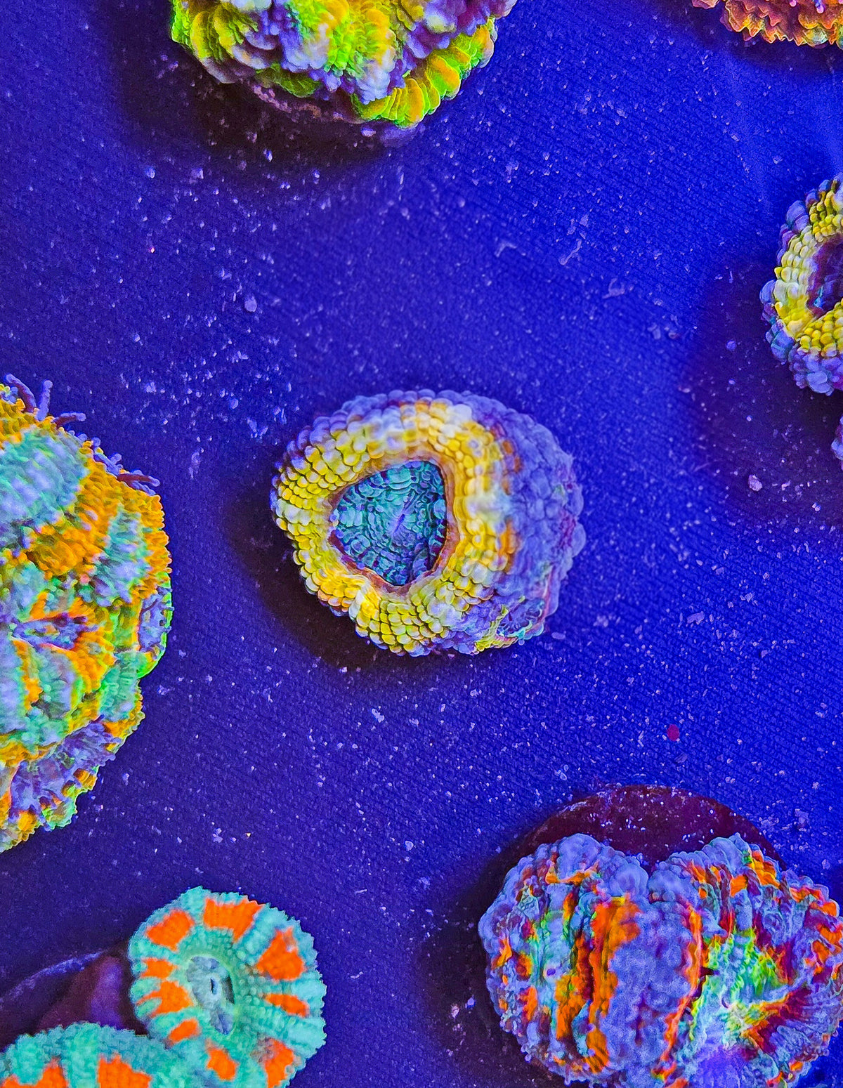 Sapphire Core Acan