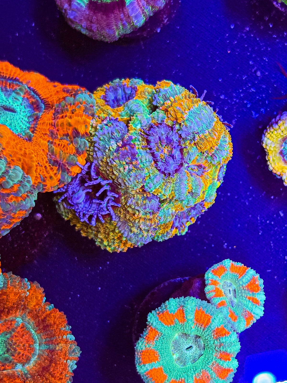 Beachouse Rainbow Acan Mini Colony