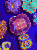 Fathead Asian Acan