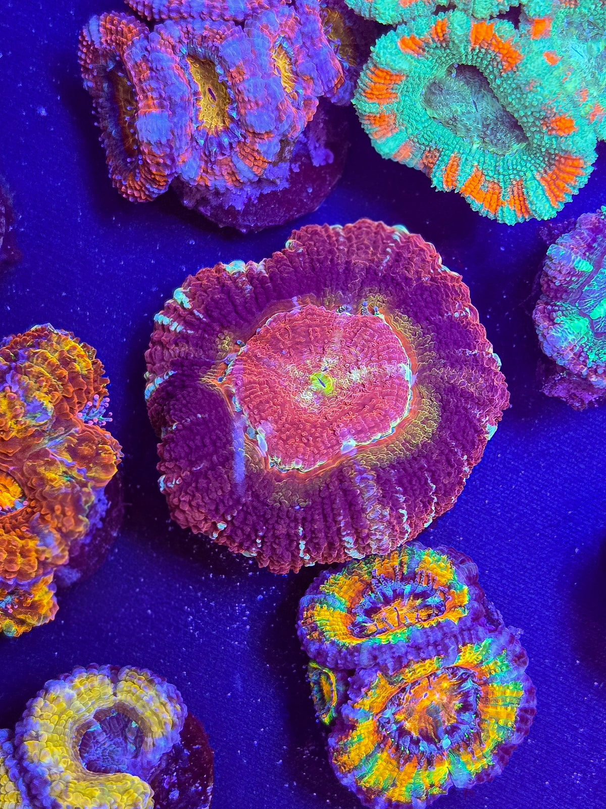 Fathead Asian Acan