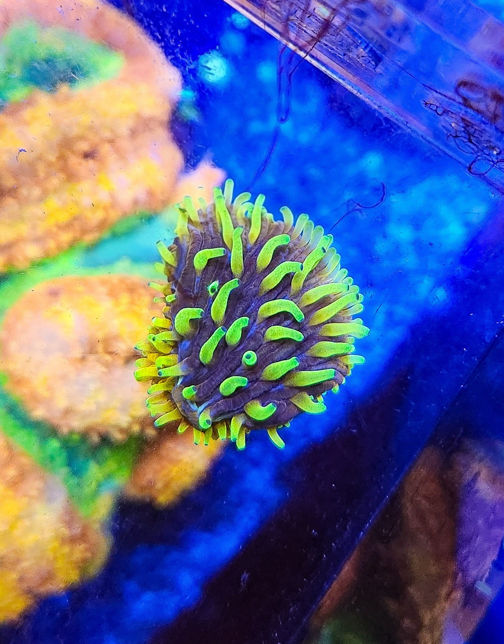 DR Blazing Tip Cycloseris Plate