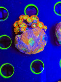 Rainbow Encinita w/Zoas