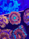 Monster Large Asian Acan
