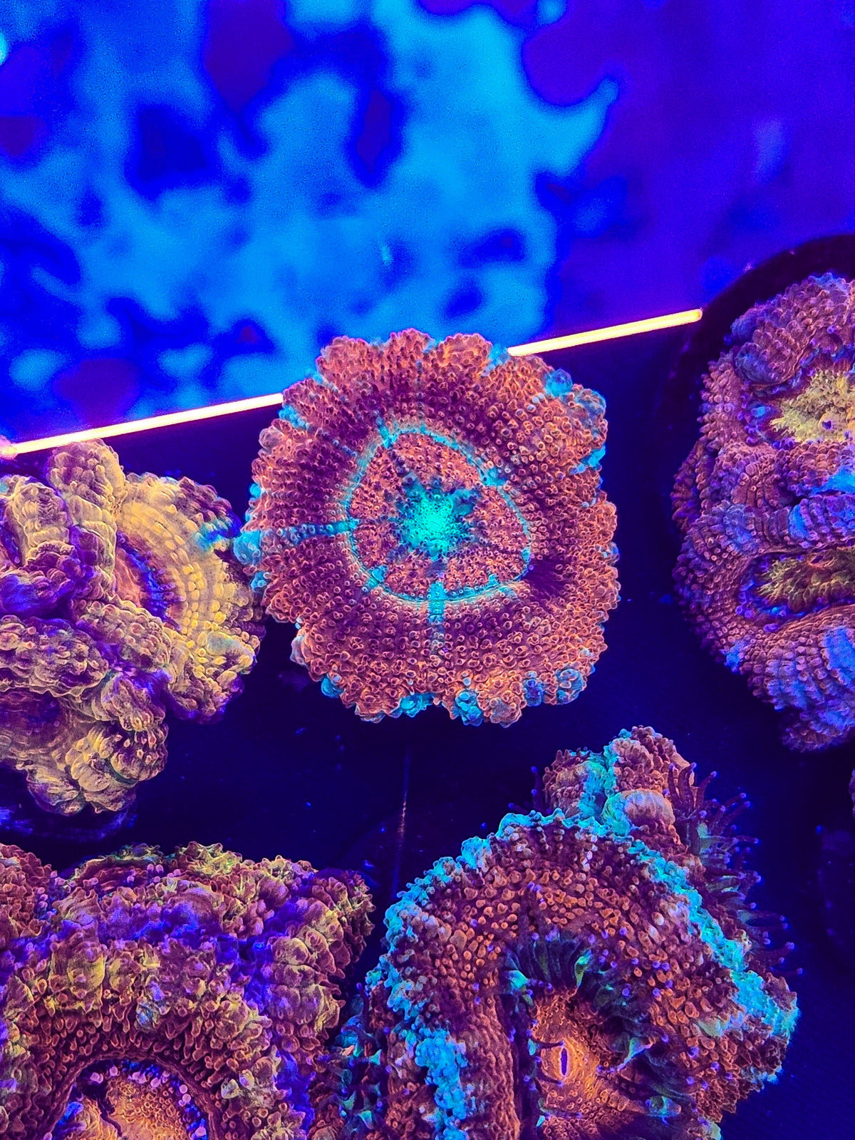 Monster Large Asian Acan